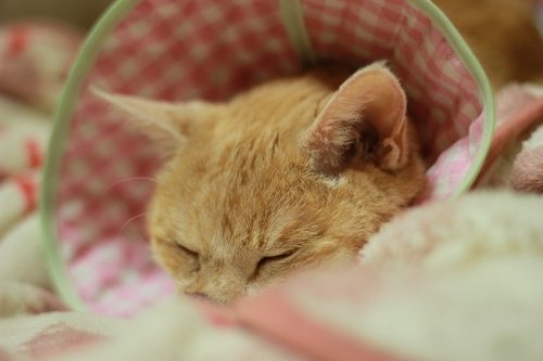 UMA(未確認動物)