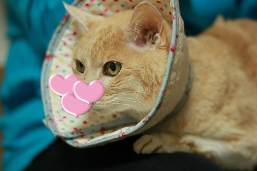 おばさんがおだつの巻