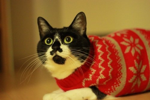 どや顔コンテスト