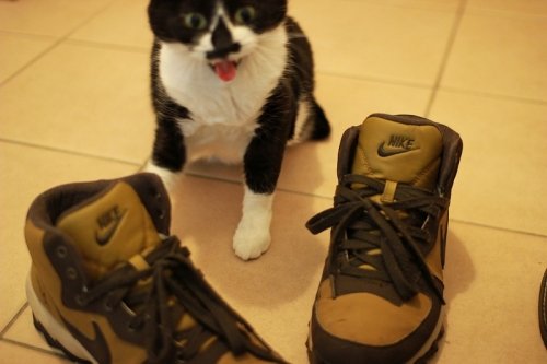 おじさんのくつ超くさいニャ！！