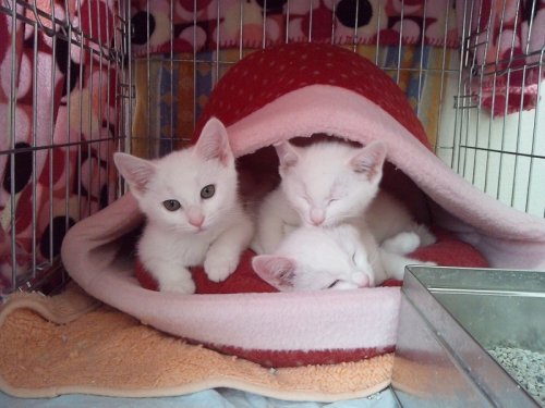 ちまちま わっしょ~い