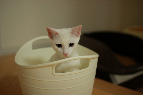 土日のひなちゃん