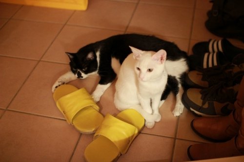 まわし者ではありません