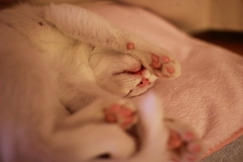 ニャンデレラ♪