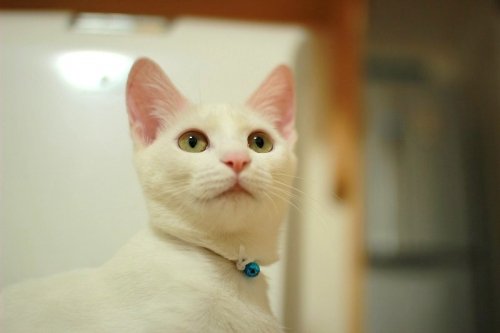 開花宣言゜+。:.゜ヽ(*´∀`)ノ゜.:。+゜