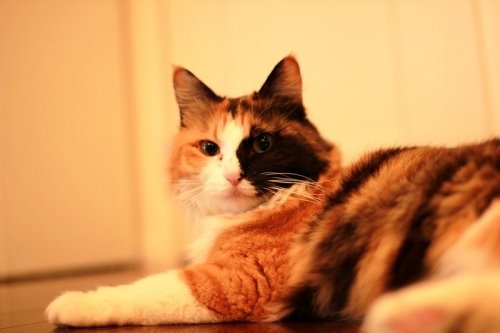 胆振方面で猫の里親さん募集です！