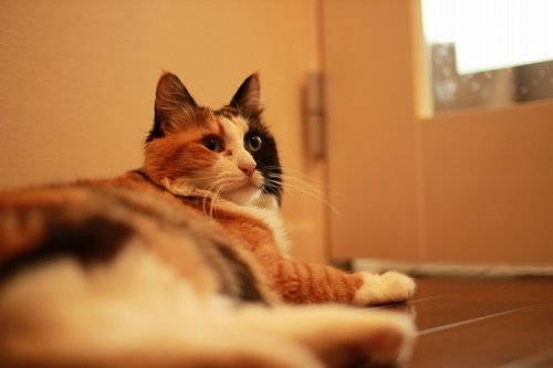 ソラリン修行の道