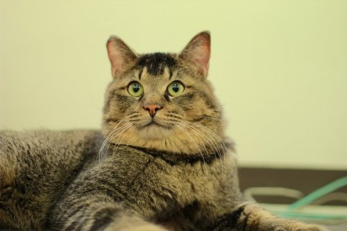 ニャン友譲渡会in札幌