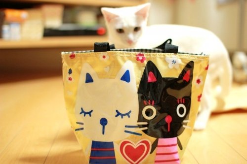 うちのハナしりませんか