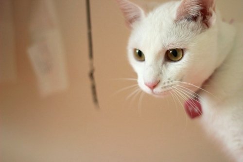 必殺仕事ニャン