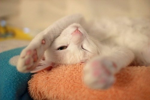 今日のひな村さん