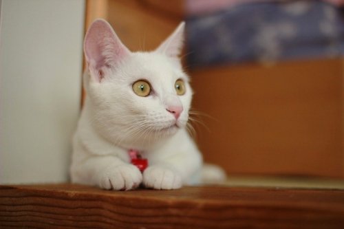 どっちが雛でSHOW！？(笑)