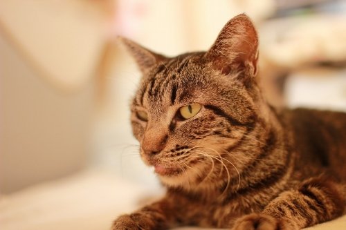 See　you　ゴエモン！