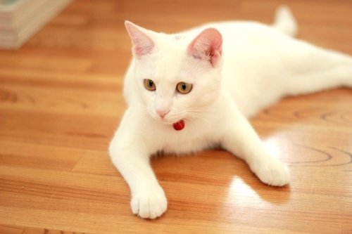 実家に帰らせて頂きますニャ