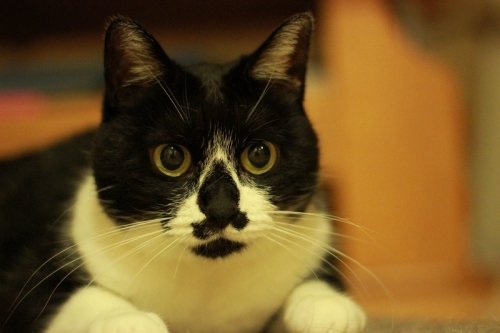 し～きゅ～グルメ大会