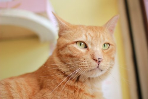 札幌ねこねこツアー