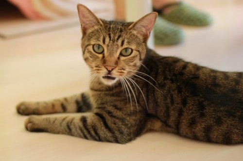 ごんた母さんのおうちとライオン丸