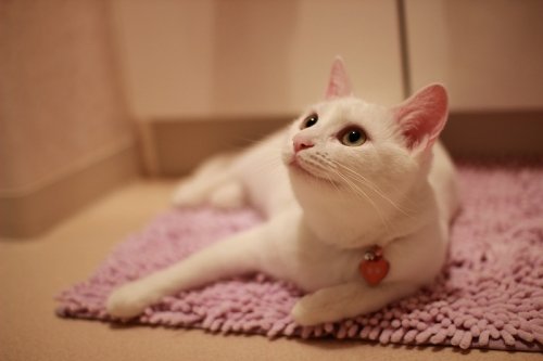 セイコマのりんごだま