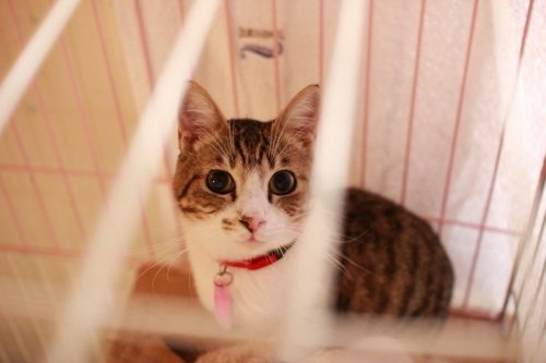 雇われカメラマン（ヘボ）