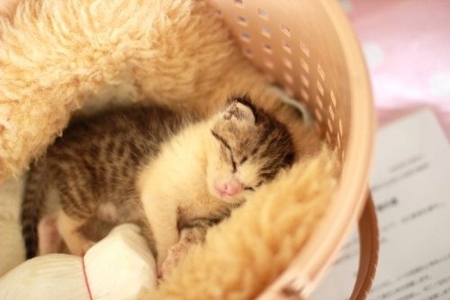 譲渡会 in 保健所