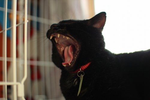 載ったど～～～