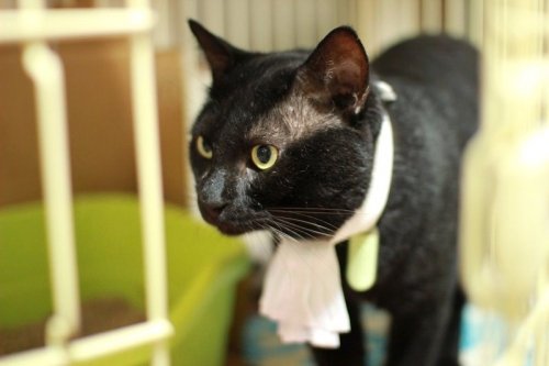 コスプレってやつですか