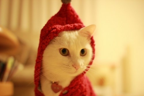 コスプレってやつですよ!