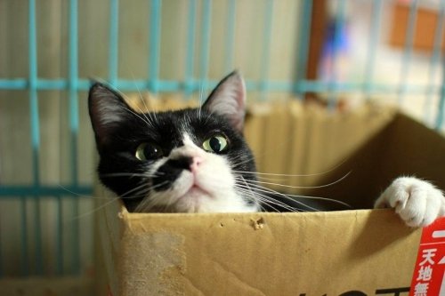 苫小牧４３匹猫の会リンク集