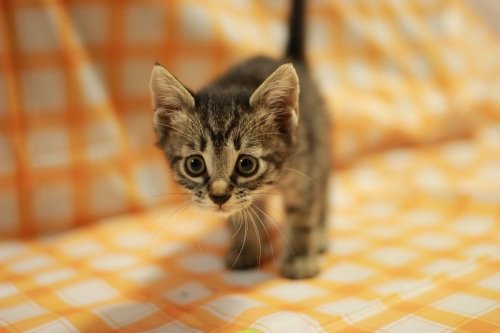 きゃわすんきゃわすん