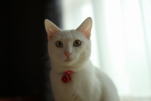 さとがえり~
