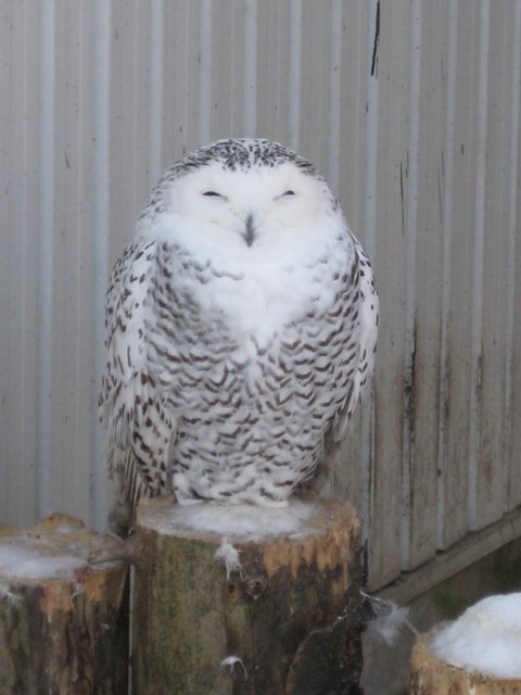 雪に映えるトリ・鳥・酉