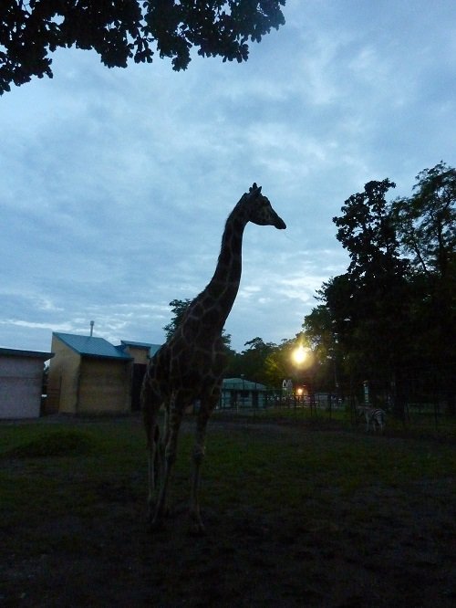 「よるの動物園」 明日から 今年もやります！！