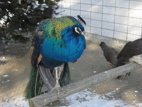 明日は動物園やっています！！with　氷まつり