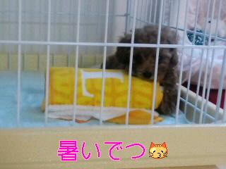 暑い～暑い～(;_;)