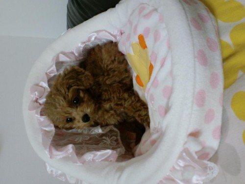 るつばん(ρ＿；)