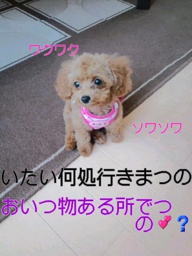 散歩(*^o^*)散歩(;_;)