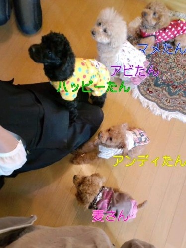 ワン集会 カフェ