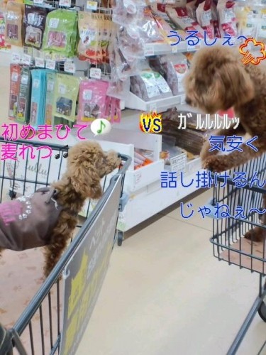 レポーターデビュー