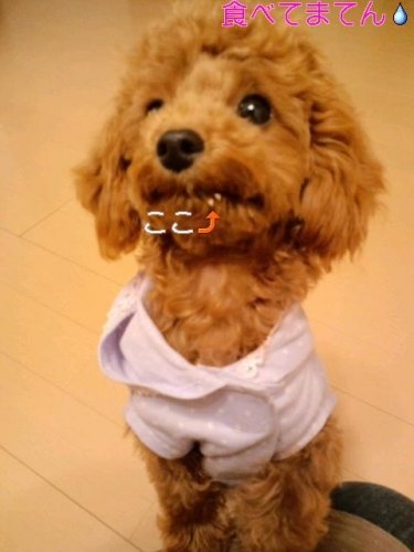 食べたな～!?(￢з￢)