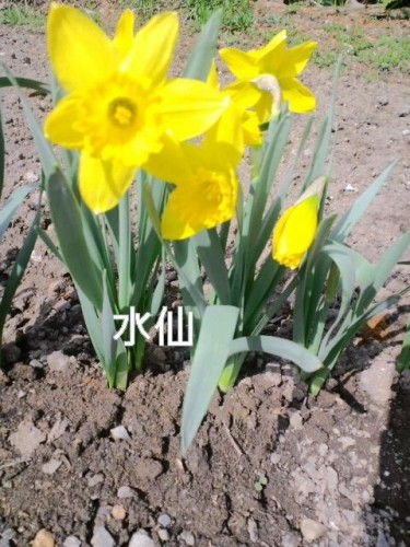 ゴールデンウイーク