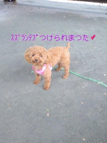 トイプー 麦っち