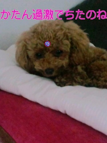 ヘルタースケルター