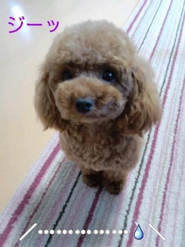 本日の教室と麦さんのトリミング