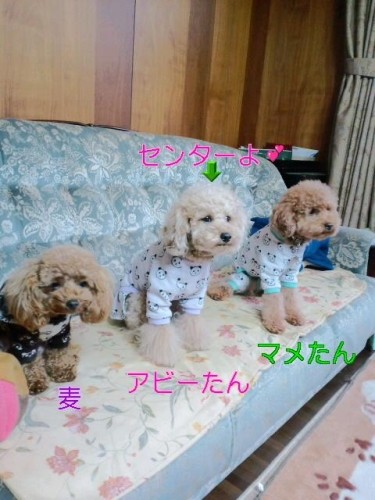 ピンプ～里帰り