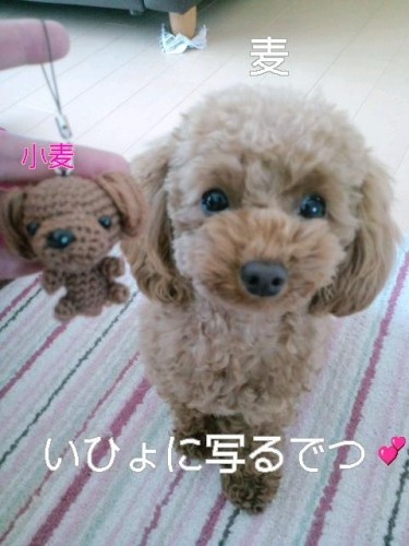 小麦ちゃん