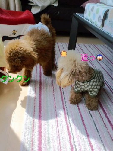 コヤー