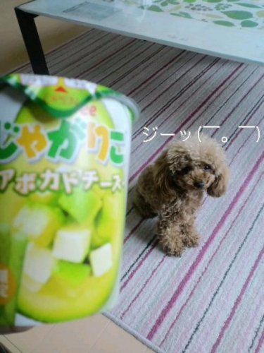 アボガドチーズ