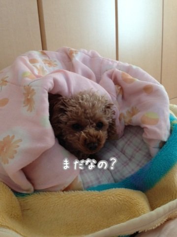 世話焼かせ無いでよね