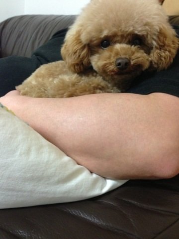 とりあえずup…。