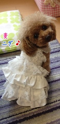 アニョハセヨー